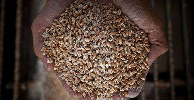 Комітет ВРУ рекомендує скасувати податки на імпорт техніки для зберігання зерна