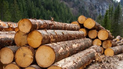 Українська універсальна біржа запустила індекси цін на необроблену деревину