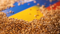 Україна вимагає санкції проти бангладешських компаній за імпорт краденої пшениці