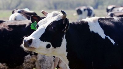 Сімейним фермерам компенсують ЄСВ на 50 млн грн