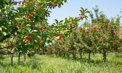 Мінагрополітики спрямує 433 млн на гранти в межах програми єРобота