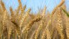 США спрямують $68 млн на закупівлю української пшениці