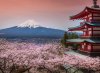 Сезон цвітіння сакури принесе економіці Японії $4,7 млрд