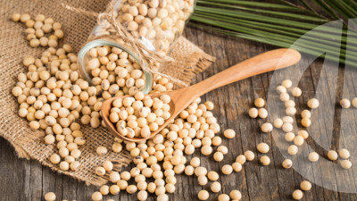 IFC інвестує у перше в Україні виробництво соєвого протеїнового концентрату