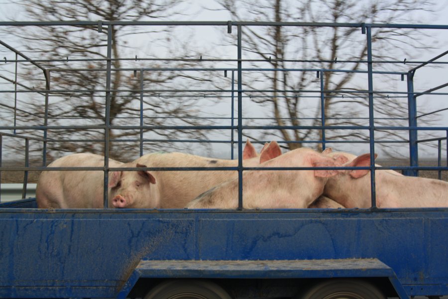 Аграрии получат дотации на 4,55 млрд грн