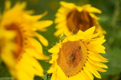 ОТП Банк розпочав партнерську програму з насіннєвою компанією Nuseed