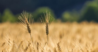 В Україні відбувся перший земельний аукціон в рамках проєкту «Земельний банк»