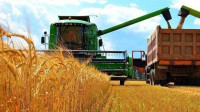 Україна зібрала понад 34 млн тонн зерна та 8,4 млн тонн олійних