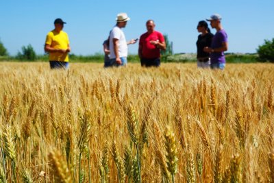 Банки ускладнили умови агрокредитування